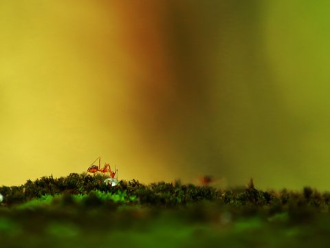 Ants