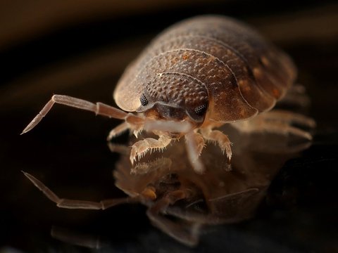 Bed Bugs