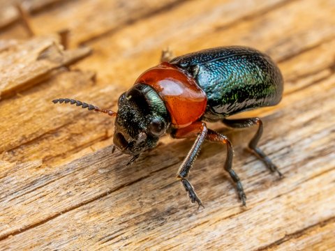 Beetles