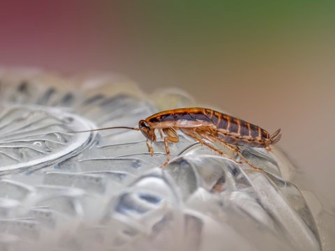 Cockroaches