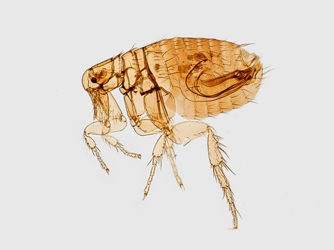 Fleas