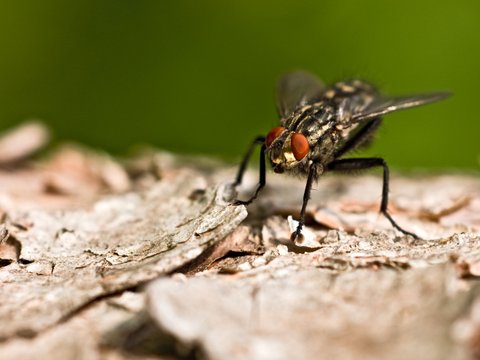 Flies
