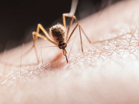 Mosquitos
