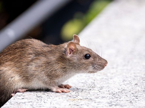 Rodents