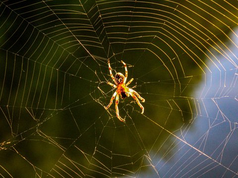 Spiders