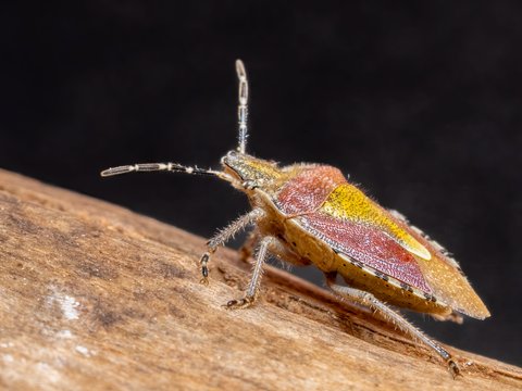 Stink Bugs