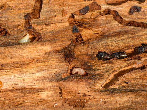Termites