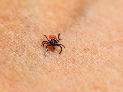 Ticks