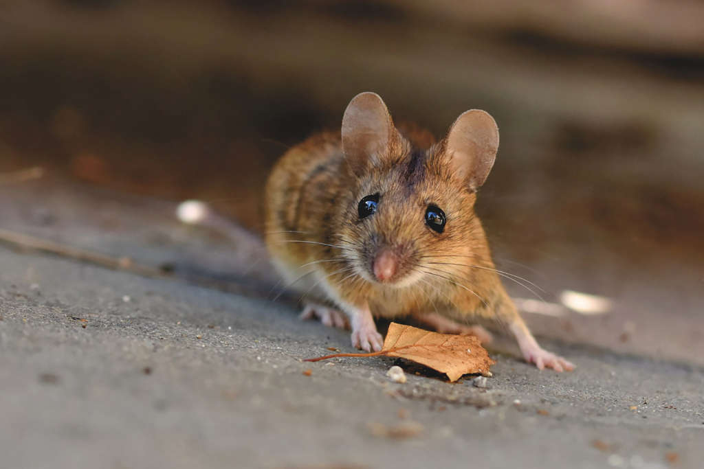 House Mouse