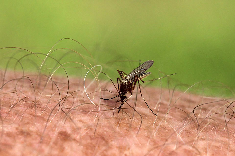 Little Brown House Mosquito