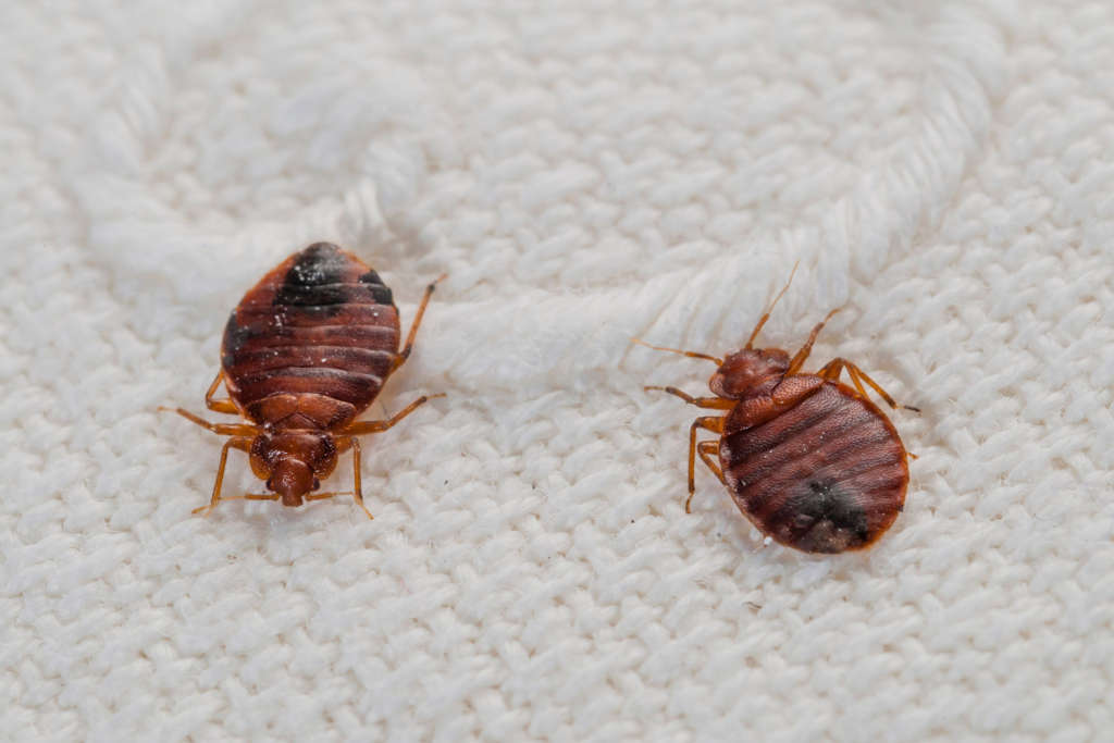 Bed bugs on sheets