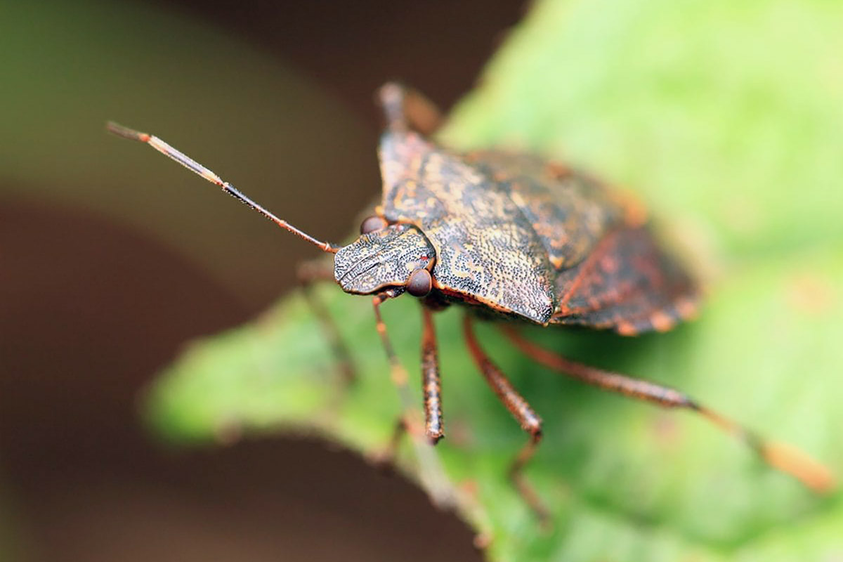 Stink Bugs – Hometown Pest Solutions