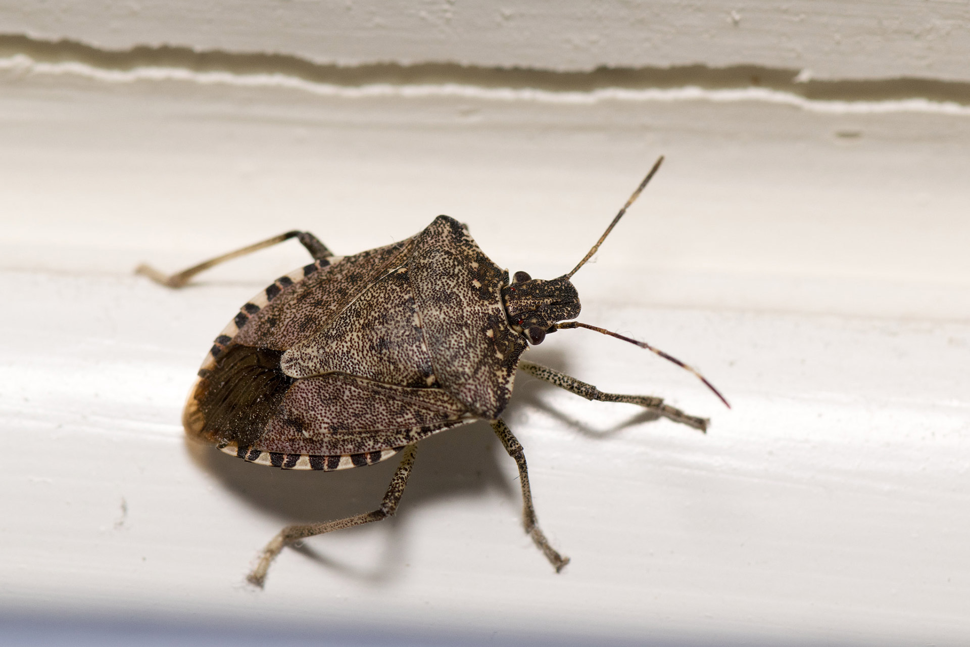 Stink Bugs – Hometown Pest Solutions